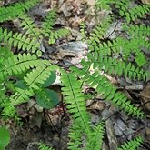 Plantes, autres - Foug&#232;res (Filicophytes)