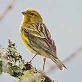 Birds Passeriformes - Fringillidae (Finches)