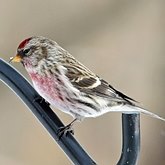 Birds Passeriformes - Fringillidae (Finches)