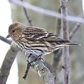 Birds Passeriformes - Fringillidae (Finches)