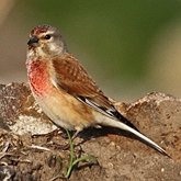Ptaki Passeriformes - Fringillidae (łuszczaki)