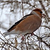 Ptaki Passeriformes - Fringillidae (łuszczaki)