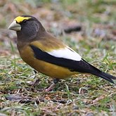 Ptaki Passeriformes - Fringillidae (łuszczaki)