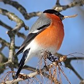 Aves Passeriformes - Fringillidae (pintassilgos, gaturamos e afins)