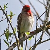 Aves Passeriformes - Fringillidae (pintassilgos, gaturamos e afins)