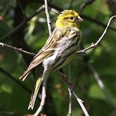 Aves Passeriformes - Fringillidae (pintassilgos, gaturamos e afins)