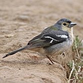 Aves Passeriformes - Fringillidae (pintassilgos, gaturamos e afins)