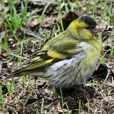 Aves Passeriformes - Fringillidae (pintassilgos, gaturamos e afins)