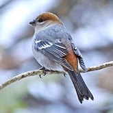 Aves Passeriformes - Fringillidae (pintassilgos, gaturamos e afins)