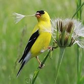 Aves Passeriformes - Fringillidae (pintassilgos, gaturamos e afins)