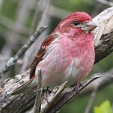 Aves Passeriformes - Fringillidae (pintassilgos, gaturamos e afins)