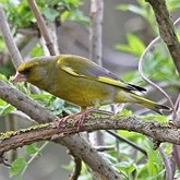 Aves Passeriformes - Fringillidae (pintassilgos, gaturamos e afins)
