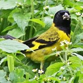 Aves Passeriformes - Fringillidae (pintassilgos, gaturamos e afins)