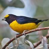 Oiseaux Passeriformes - Fringillid&#233;s