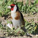 Oiseaux Passeriformes - Fringillidés