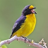 Oiseaux Passeriformes - Fringillidés