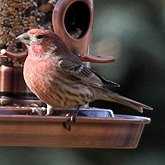 Oiseaux Passeriformes - Fringillid&#233;s