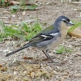 Oiseaux Passeriformes - Fringillid&#233;s
