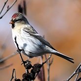 Oiseaux Passeriformes - Fringillidés