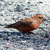Oiseaux Passeriformes - Fringillidés