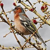 Oiseaux Passeriformes - Fringillidés