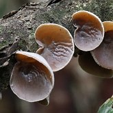 Fungi, Lichens - Fungi, others