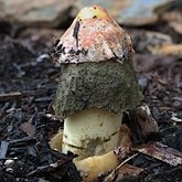 Fungi, Lichens - Fungi, others
