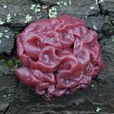 Fungi, Lichens - Fungi, others
