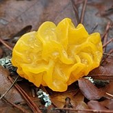 Fungi, Lichens - Fungi, others