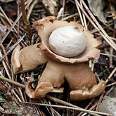 Fungos, L&#237;quens - Fungos, outros