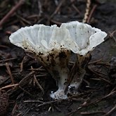 Fungos, L&#237;quens - Fungos, outros