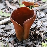 Fungos, L&#237;quens - Fungos, outros