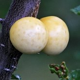 Fungos, L&#237;quens - Fungos, outros