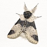 Furcula modesta