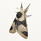 Furcula modesta