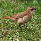 Birds Passeriformes - Furnariidae (Horneros and allies) &amp; Dendrocolaptidae (Woodcreepers)