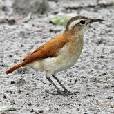 Aves Passeriformes - Furnariidae e Dendrocolaptidae (jo&#227;es, limpa-folhas, arapa&#231;us e afins)