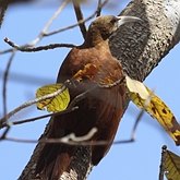 Aves Passeriformes - Furnariidae e Dendrocolaptidae (jo&#227;es, limpa-folhas, arapa&#231;us e afins)