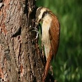Ptaki Passeriformes - Furnariidae (garncarzowate) i Dendrocolaptidae (tęgosterowate)