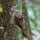 Oiseaux Passeriformes - Furnariid&#233;s et dendrocolaptid&#233;s