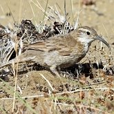 Oiseaux Passeriformes - Furnariid&#233;s et dendrocolaptid&#233;s