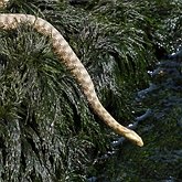 Kręgowce, pozostałe - Gady łuskonośne