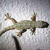 Kręgowce, pozostałe - Gady łuskonośne
