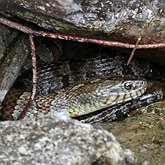 Kręgowce, pozostałe - Gady łuskonośne