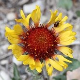 Gaillardia aristata