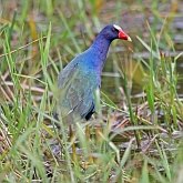 Aves Non Passeriformes - Galinhas-d&#39;&#225;gua, saracuras, grous