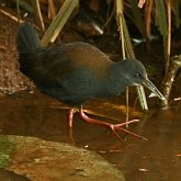 Aves Non Passeriformes - Galinhas-d&#39;&#225;gua, saracuras, grous