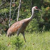 Aves Non Passeriformes - Galinhas-d&#39;&#225;gua, saracuras, grous