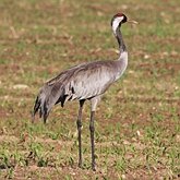 Aves Non Passeriformes - Galinhas-d'água, saracuras, grous