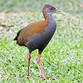Aves Non Passeriformes - Galinhas-d'água, saracuras, grous